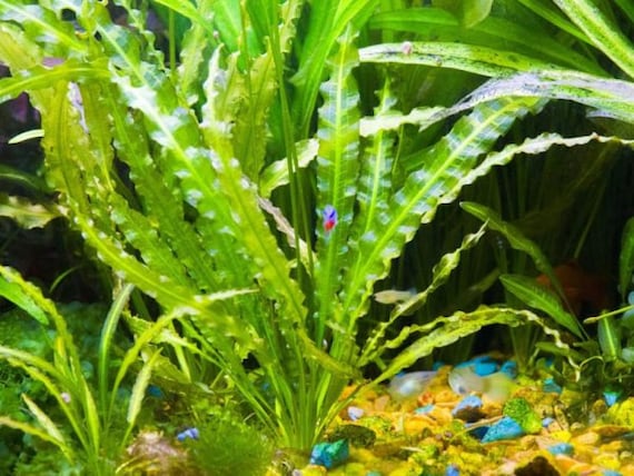 Aponogeton Crispus A Bunch Live Tropical Aquarium Pond Plant - Etsy.de