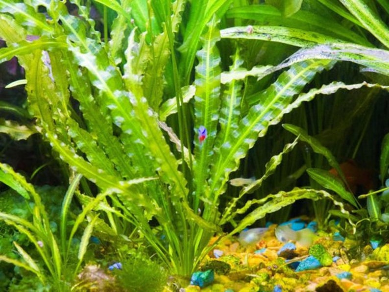 Aponogeton Crispus A Bunch Live Tropical Aquarium Pond Plant Easy Ruffled Sword image 1