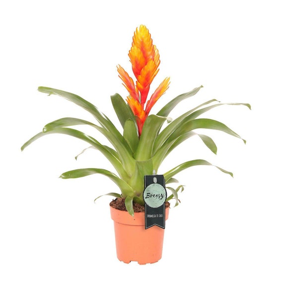 Etsy Bromeliad Flaming Vriesea - Plant Terrariums House Office Sword Airplant Care Easy Israel