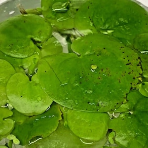 May include: A close-up of a group of green water lily pads floating in a clear container. The pads are round and have a slightly heart-shaped outline. Some of the pads have brown spots on them.