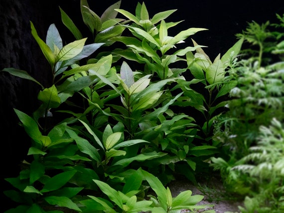crassula money maker variegata Crassula Money Maker f. variegate – DesertSTORE.es main image 0