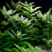 see more listings in the Aquarium Plants section