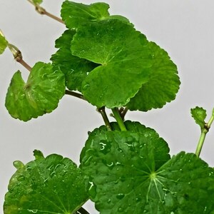 Hydrocotyle Leucocephala Brazilian Pennywort Live Tropical Aquatic Plant image 4