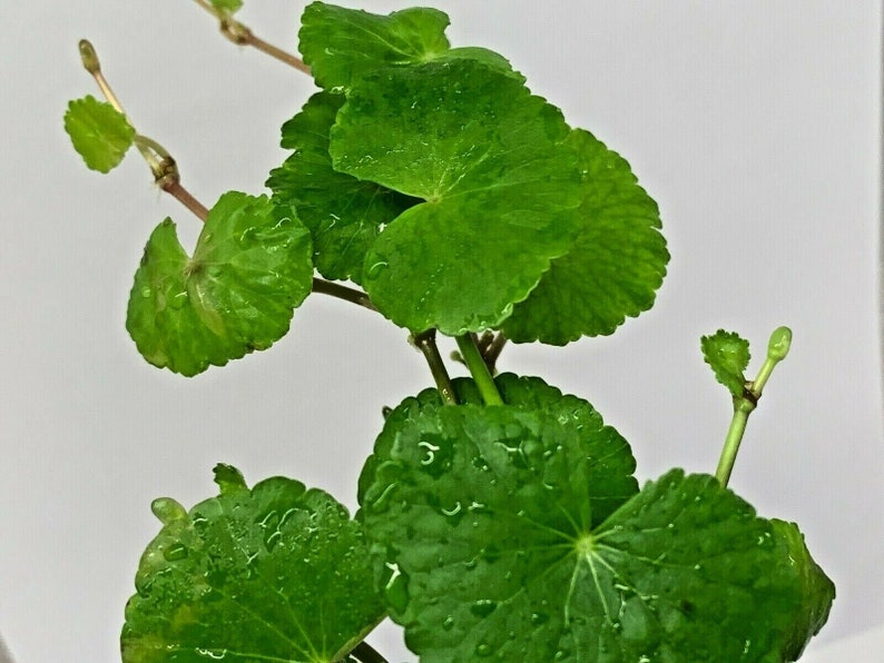 Hydrocotyle Leucocephala Brazilian Pennywort Live Tropical Aquatic Plant image 4