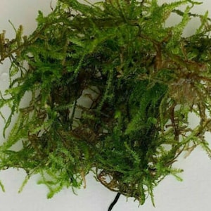 May include: A bunch of green moss, ideal for terrariums or other decorative purposes.