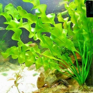 May include: A close-up of a green aquatic plant with long, wavy leaves. The plant is growing in a fish tank and is partially submerged in water.