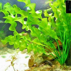 Aponogeton Ulvaceus LIVE Tropical Aquarium Plant Rare Bulb