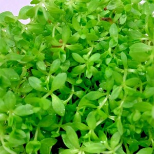 Hemianthus Micranthemum Micranthemoides Pearl Weed Live Aquarium Tropical Plants image 2