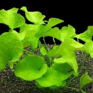 May include: A close-up of a bright green aquatic plant with large, round leaves. The plant is growing in a dark brown gravel substrate.