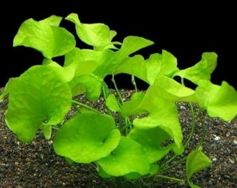 Nymphoides Hydrophylla 'Taiwan' Easy Care Tropical Aquarium Plant