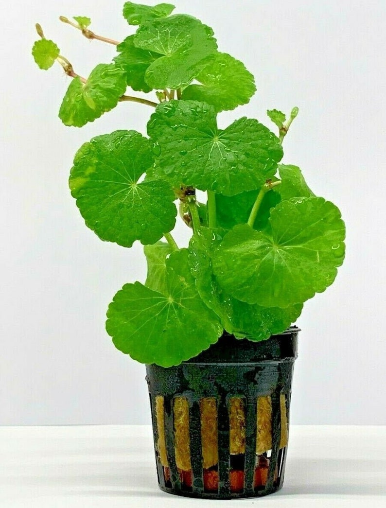 Hydrocotyle Leucocephala Brazilian Pennywort Live Tropical Aquatic Plant image 1