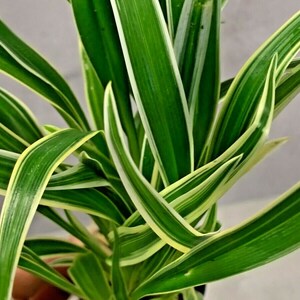 Chlorophytum Bichetii Grass Siam Lily Similar Spider Plant Flowering Houseplant image 5