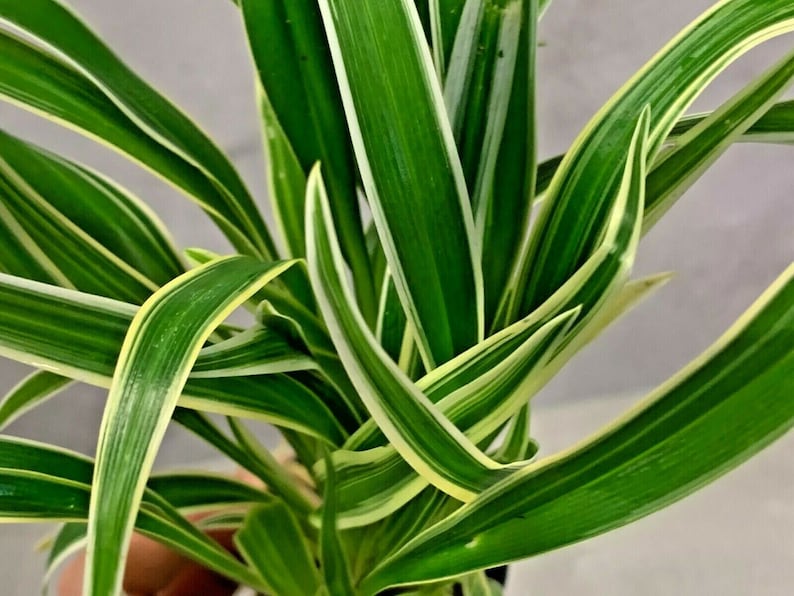 Chlorophytum Bichetii Grass Siam Lily Similar Spider Plant Flowering Houseplant image 5