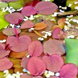 May include: Close-up of a variety of red, green and brown leaves floating in water. The leaves are heart-shaped and have a smooth texture.