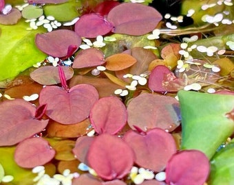 Red Root Floater Phyllanthus Fluitans Floating Aquarium MATURE X 10 Easy