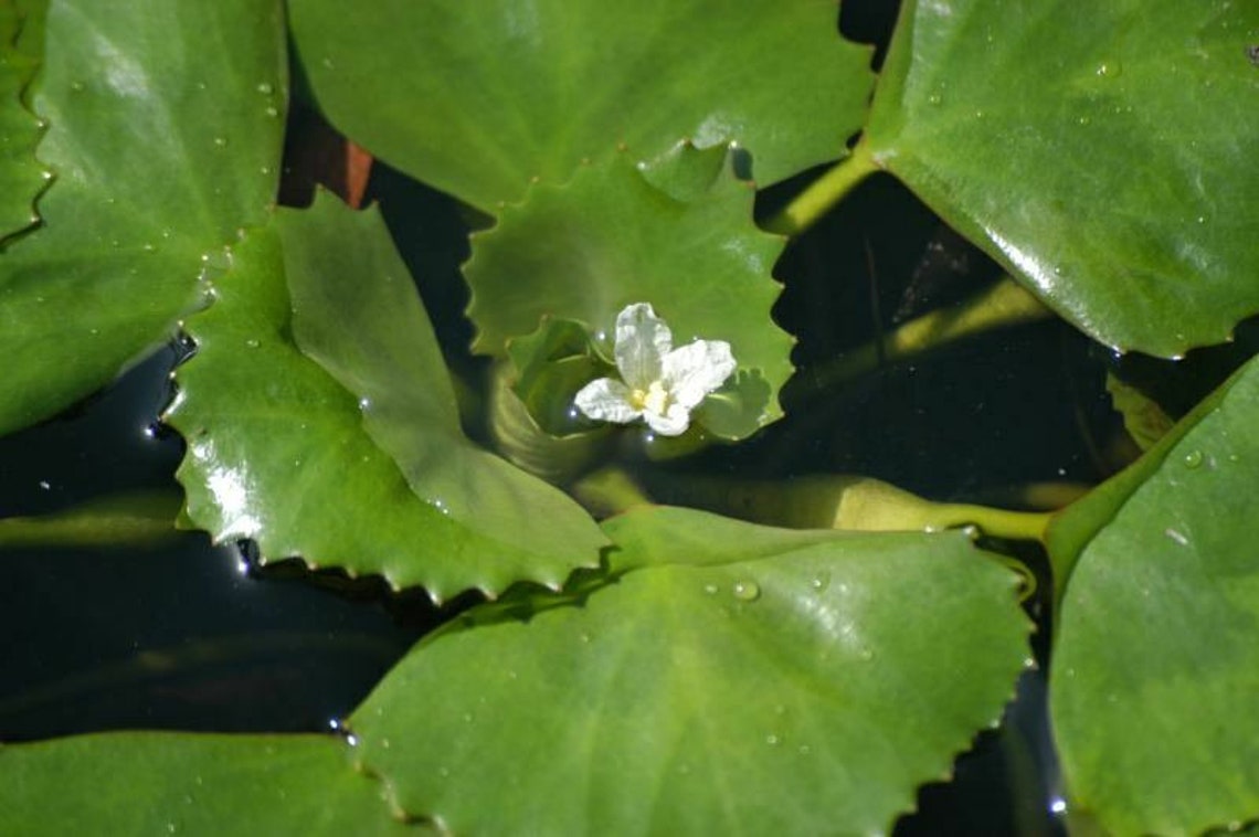 Trapa Natans Water Chestnut X 5 LIVE Floating Pond Plants Etsy