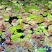 see more listings in the Aquarium Plants section