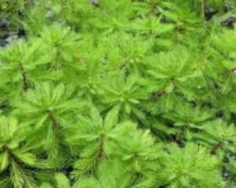 Pond Oxygenating Plants Myriophyllum Brasiliensis "Red Stemmed Parrot's Feather"