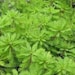 see more listings in the Pond Plants section