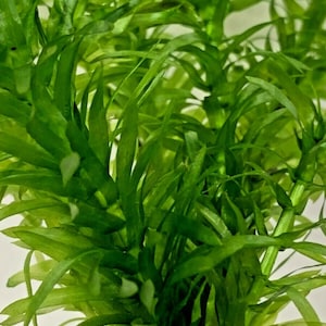 May include: A close-up of a bunch of green aquatic plants with long, thin leaves. The plants are arranged in a cluster, with the leaves overlapping and creating a dense, lush texture.