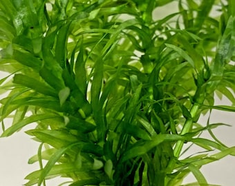 Elodea Densa 5 Stems Oxygenating Live Pond Tropical Aquarium Plant 1 Weight Free