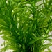 see more listings in the Pond Plants section