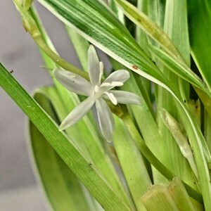 Chlorophytum Bichetii Grass Siam Lily Similar Spider Plant Flowering Houseplant image 2