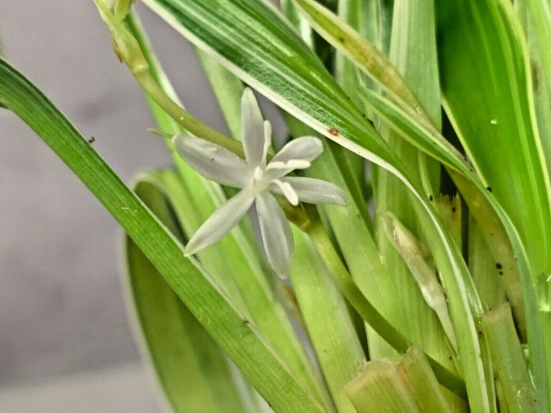 Chlorophytum Bichetii Grass Siam Lily Similar Spider Plant Flowering Houseplant image 2