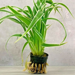 Chlorophytum Bichetii Grass Siam Lily Similar Spider Plant Flowering Houseplant image 1