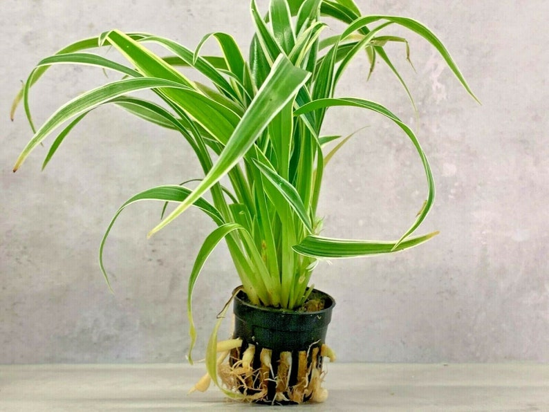 Chlorophytum Bichetii Grass Siam Lily Similar Spider Plant Flowering Houseplant image 1