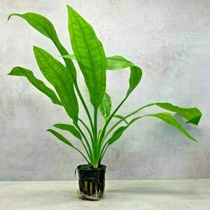 Live Aquarium Plants X 5 AMAZON SWORD Echinodorus Bleheri Paniculatus Beginner image 2