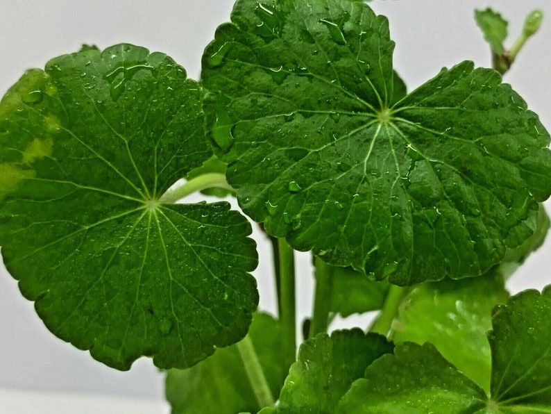 Hydrocotyle Leucocephala Brazilian Pennywort Live Tropical Aquatic Plant image 2