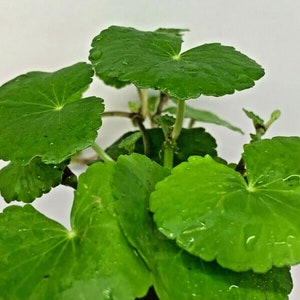 Hydrocotyle Leucocephala Brazilian Pennywort Live Tropical Aquatic Plant image 6