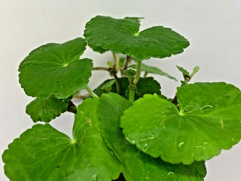 Hydrocotyle Leucocephala Brazilian Pennywort Live Tropical Aquatic Plant image 6