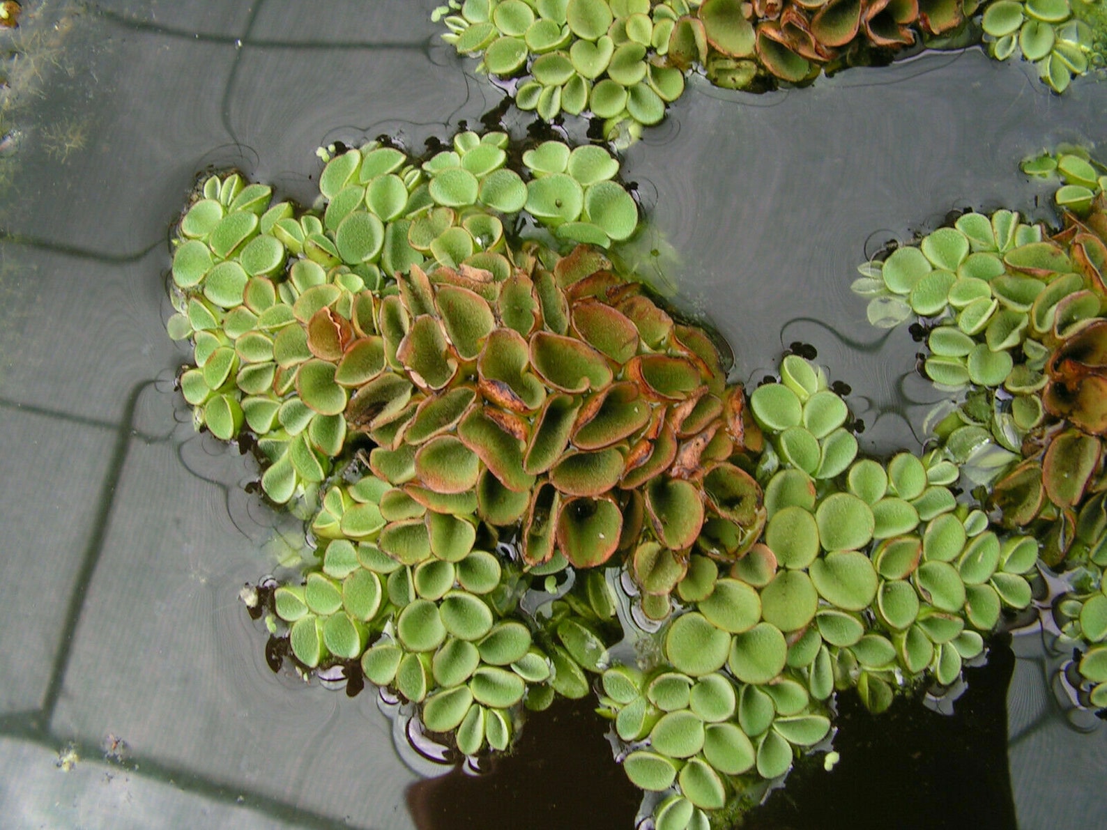 A Guide To Floating Aquarium Plants: Benefits And Care