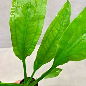 AMAZON SWORD In A Plastic Pot Echinodorus Bleheri Paniculatus Aquarium Plant image 2