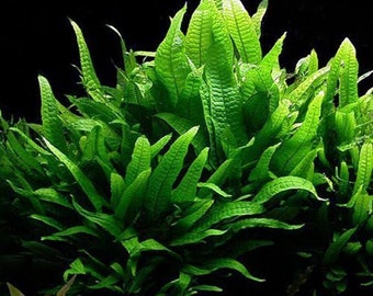 Java Ferns Microsorum Pteropus Live Tropical Aquarium Plants Easy MON-THURS POST