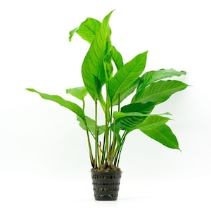 May include: A green potted plant with large, pointed leaves. The plant is in a black plastic pot with drainage holes.