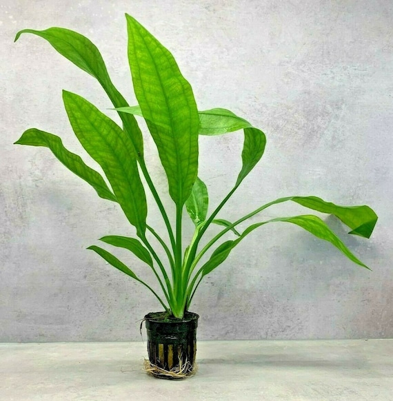 AMAZON SWORD in A Plastic Pot Echinodorus Bleheri Paniculatus Aquarium Plant  - Etsy