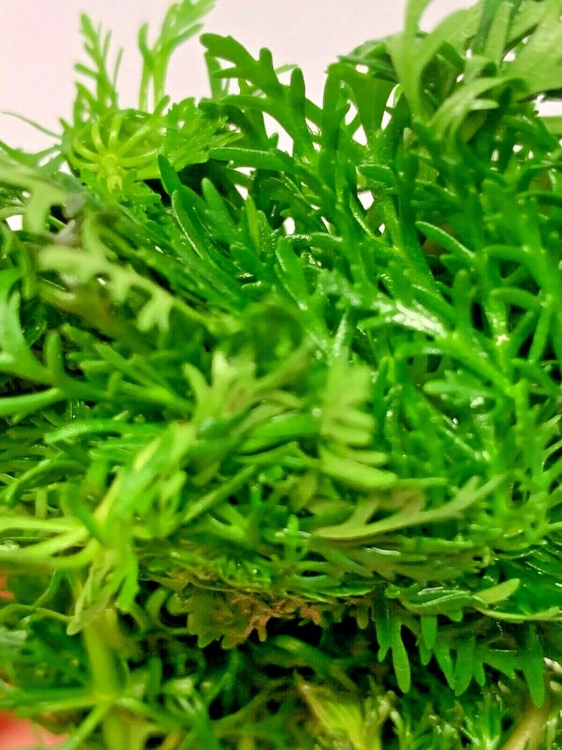 Limnophila Sessiliflora Ambulia LIVE Aquarium Tropical Plant 1 X Bunch image 5