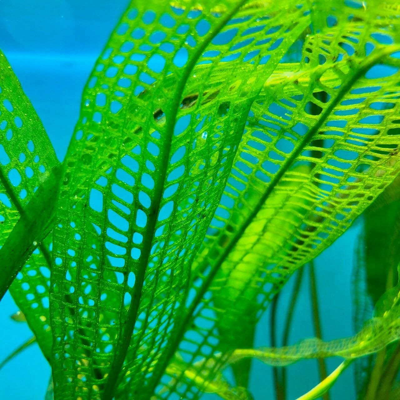 Aponogeton Madagascariensis LIVE Tropical Aquarium Plant | Etsy