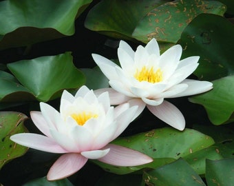 White LIVE Deep Water Lily Pond Bare Rooted