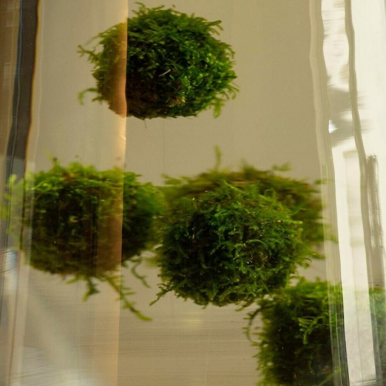 Floating Ball With Java Moss LIVE Aquarium Plant Decoration image 1