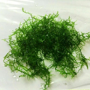 May include: A bunch of green aquarium moss, also known as Java moss, on a white surface.