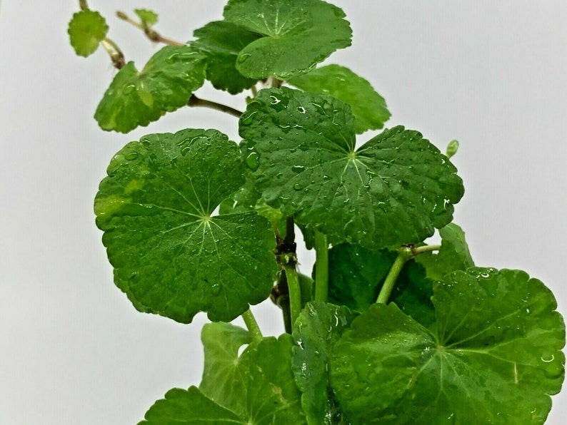 Hydrocotyle Leucocephala Brazilian Pennywort Live Tropical Aquatic Plant image 3