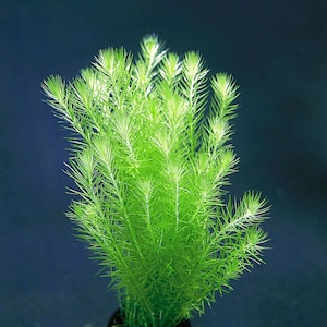 Mayaca Fluviatilis Live Tropical Aquarium Plants 1 Bunch Bog Moss Flowering image 1