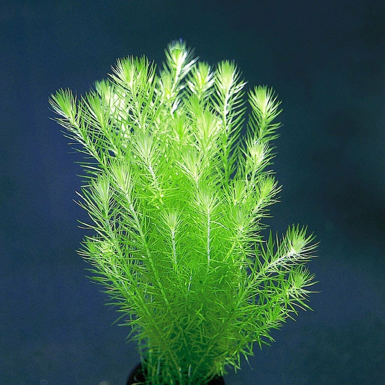 Mayaca Fluviatilis Live Tropical Aquarium Plants 1 Bunch Bog Moss Flowering image 1