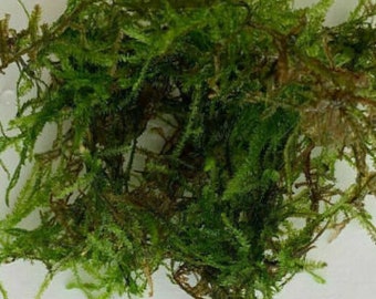 10g Java Moss Live Tropical Aquarium Pond Plant Aquascaping