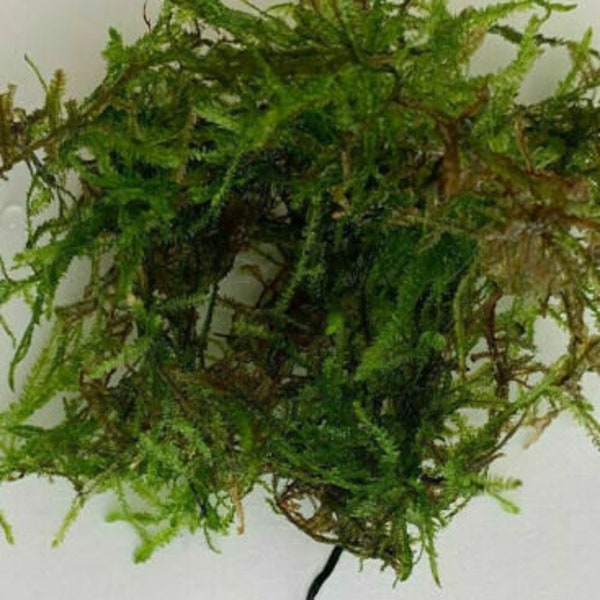 10g Java Moss Live Tropical Aquarium Pond Plant Aquascaping