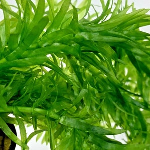 Elodea Densa 5 Stems Oxygenating Tropical Pond Aquarium Plants And 5 Weights image 2